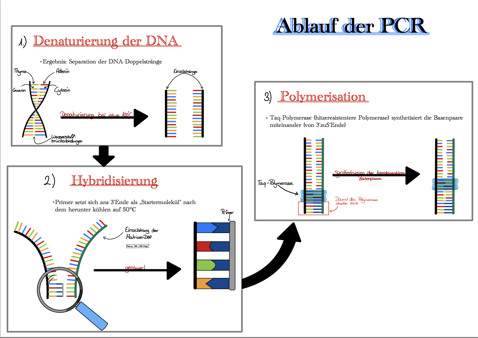 Ablauf der PCR in drei Schritten 